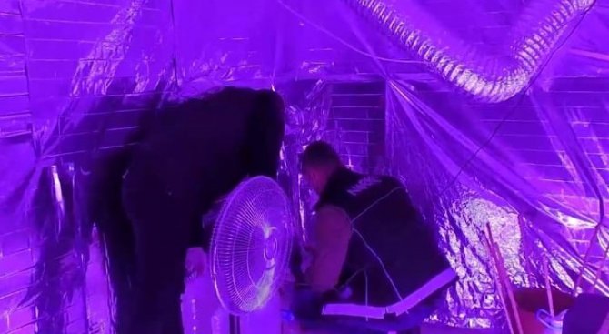 Kaldıkları Evi Kenevir Yetiştirmek İçin Adeta Laboratuvara Dönüştürmüşler