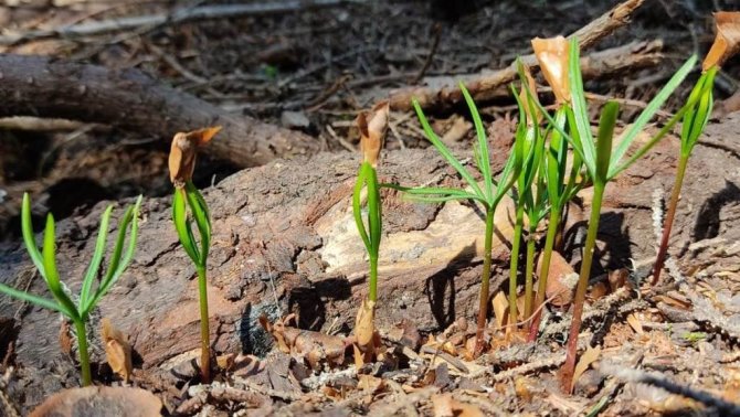 Artvin Ormanlarında Gençleştirme Çalışmaları Devam Ediyor