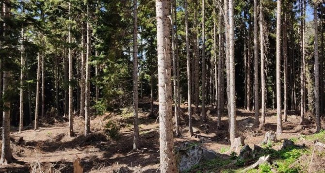 Artvin Ormanlarında Gençleştirme Çalışmaları Devam Ediyor