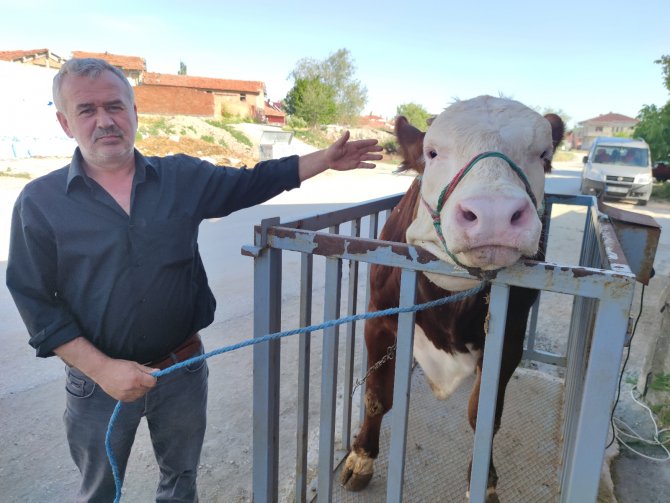 Araba Fiyatına Kurbanlıklar Satışta