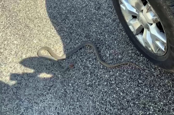 Yolda Gördüğü Yılanı Ezmemek İçin Uzun Süre Dil Döktü