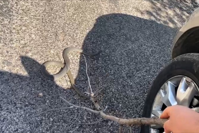 Yolda Gördüğü Yılanı Ezmemek İçin Uzun Süre Dil Döktü