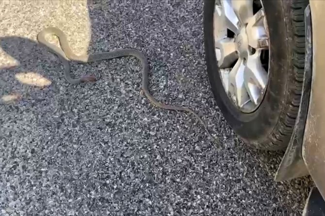 Yolda Gördüğü Yılanı Ezmemek İçin Uzun Süre Dil Döktü