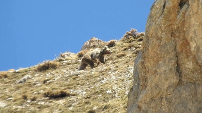 Anne Ayı Küçük Yavrusunu Erkek Ayıdan Korumak İçin Kayalıklara Çıktı