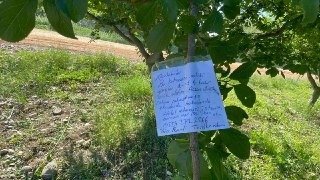 Erik Ağacının Dalına Not Bıraktı, "Borcum Var İse İban Atın"