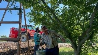 Erik Ağacının Dalına Not Bıraktı, "Borcum Var İse İban Atın"