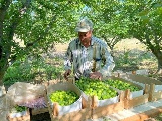Erik Ağacının Dalına Not Bıraktı, "Borcum Var İse İban Atın"