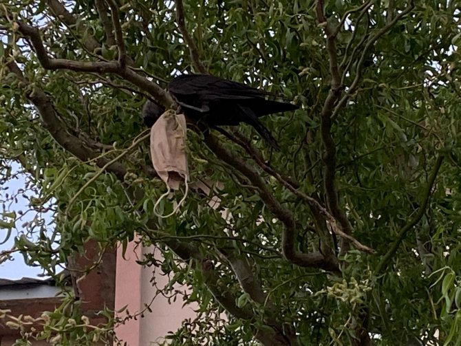 Boynuna Maske Dolanan Kargayı İtfaiye Ekipleri Kurtardı