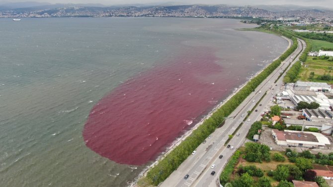 Sorumsuzlar İ̇zmit Körfezi’ne Ve Dereye Kan Kusturdu