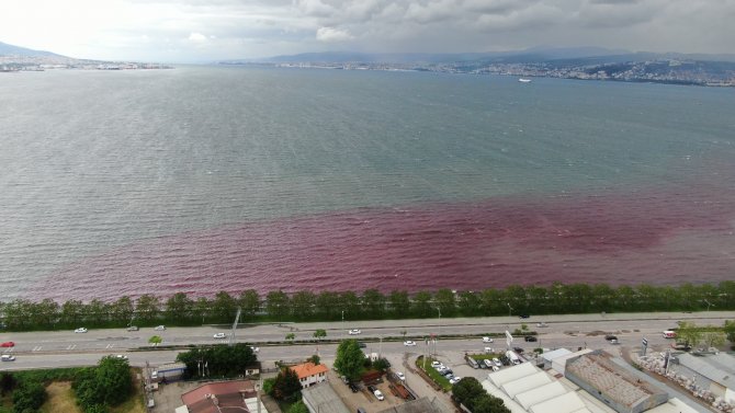Sorumsuzlar İ̇zmit Körfezi’ne Ve Dereye Kan Kusturdu