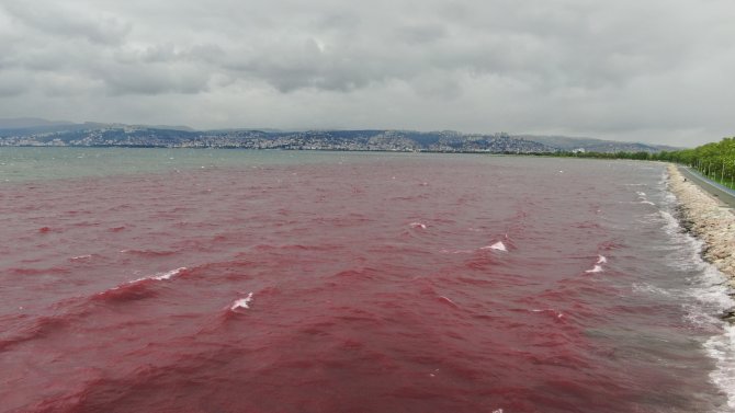 Sorumsuzlar İ̇zmit Körfezi’ne Ve Dereye Kan Kusturdu