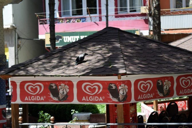 Torul İ̇tfaiyesinden “Yavru Karga” Operasyonu