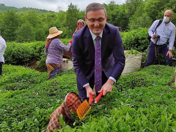 Fındığın Başkentinde Çay Hasat Etkinliği Düzenlendi