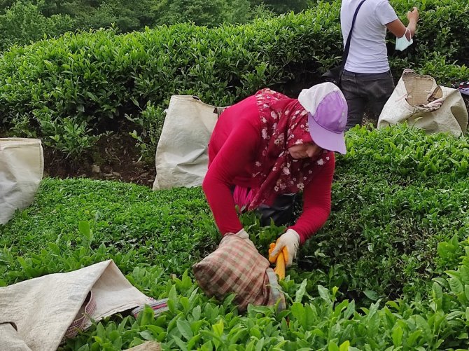 Fındığın Başkentinde Çay Hasat Etkinliği Düzenlendi