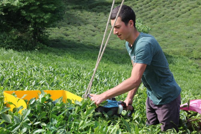 Rizeli Kıvrak Zekası İle Çay Toplamayı Kolaylaştırdı