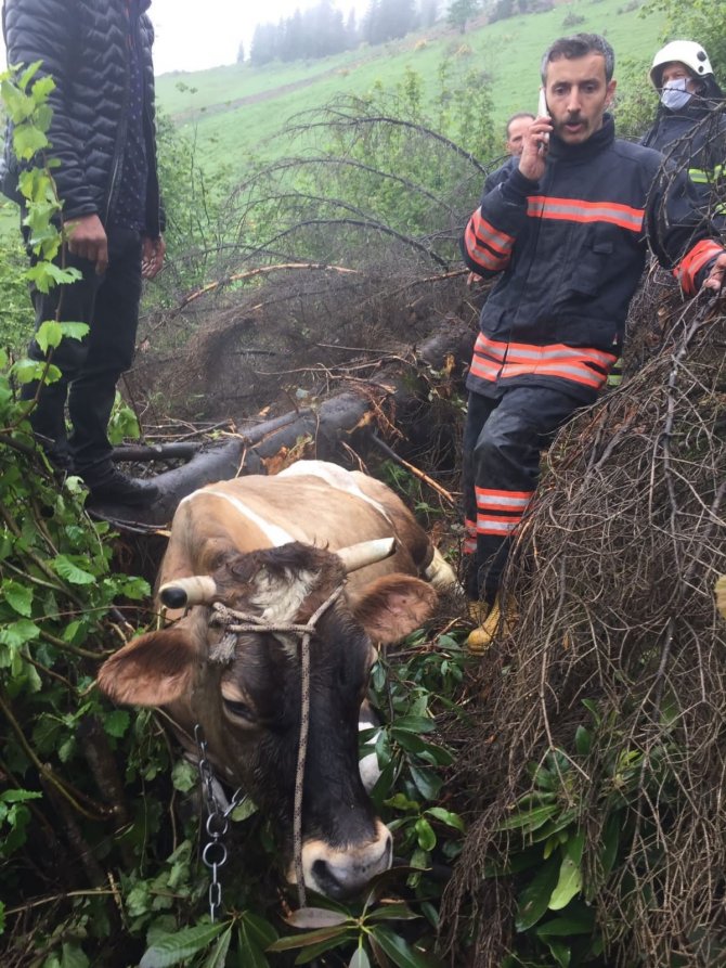 Uçuruma Düşen İneği Kurtarmak İçin Seferber Oldular