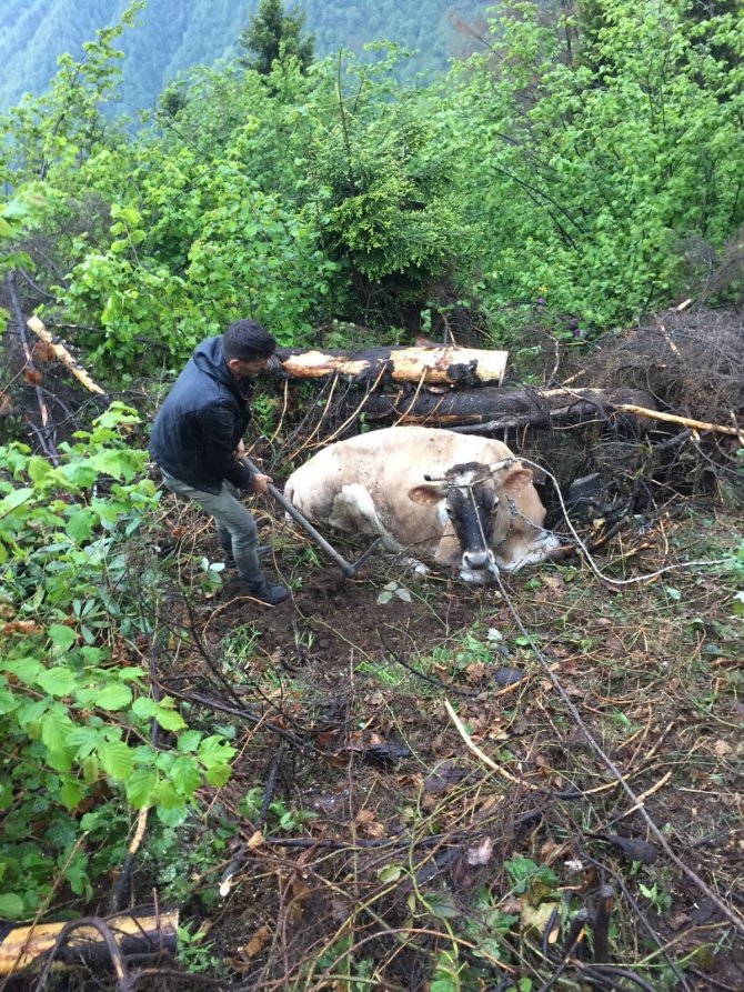 Uçuruma Düşen İneği Kurtarmak İçin Seferber Oldular