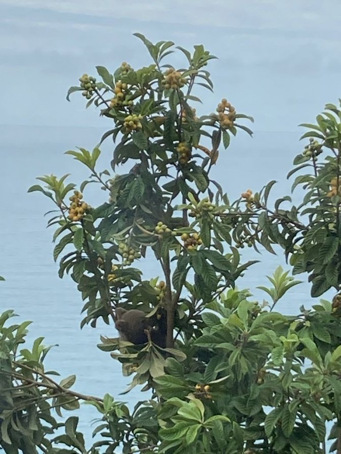 Belediye Başkanı Paylaştı, Aç Kalan Yavru Ayılar İlçeye İndi