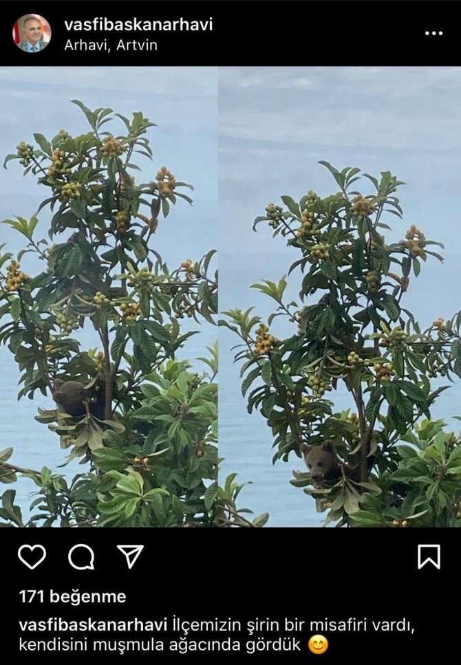 Belediye Başkanı Paylaştı, Aç Kalan Yavru Ayılar İlçeye İndi