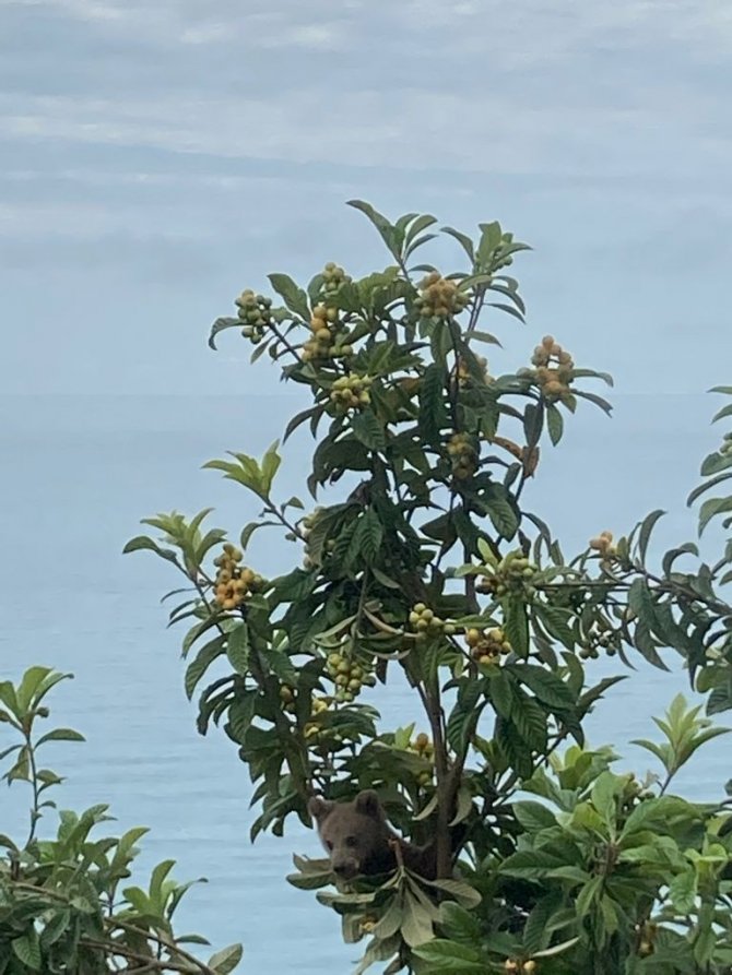 Belediye Başkanı Paylaştı, Aç Kalan Yavru Ayılar İlçeye İndi