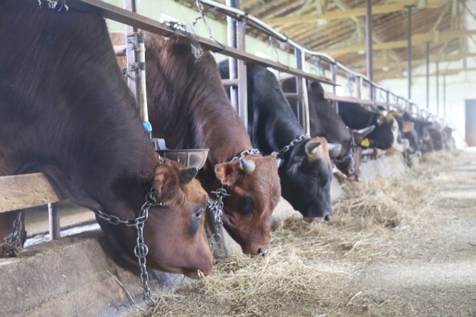 Yaklaşan Kurban Bayramı Öncesi Artvinli Besiciler Dertli