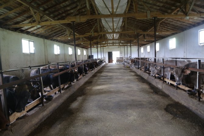 Yaklaşan Kurban Bayramı Öncesi Artvinli Besiciler Dertli