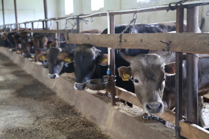 Yaklaşan Kurban Bayramı Öncesi Artvinli Besiciler Dertli