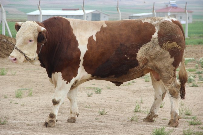 Fiyatıyla Dudak Uçuklatıyor, Görenler Gözlerine İnanamıyor