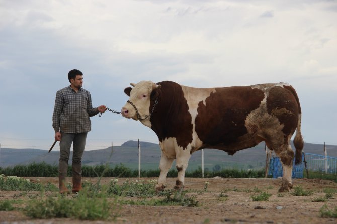 Fiyatıyla Dudak Uçuklatıyor, Görenler Gözlerine İnanamıyor