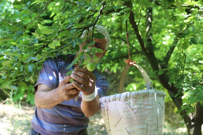Erik Fiyatlarından Üretici Tüccarları, Tüccarlar Üreticiyi Sorumlu Tutuyor
