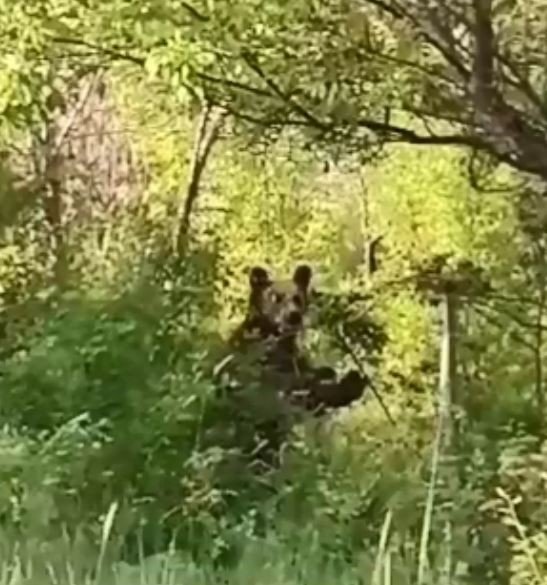 Köye İnen Aç Ayı Korku Ve Paniğe Neden Oldu