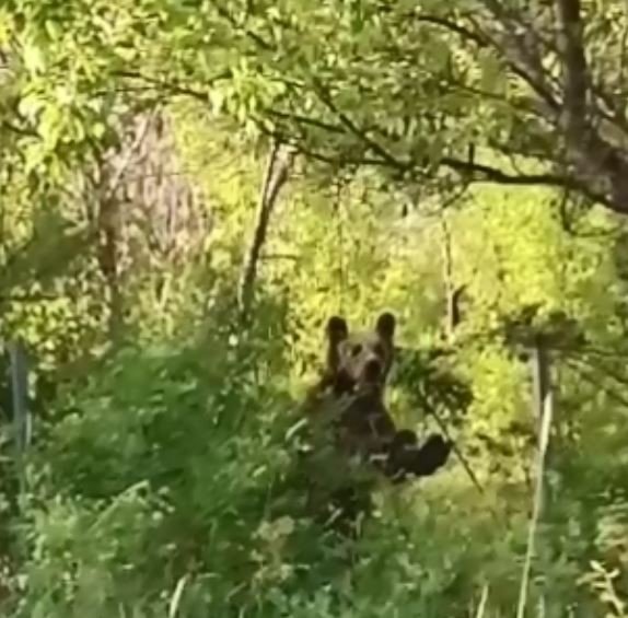 Köye İnen Aç Ayı Korku Ve Paniğe Neden Oldu