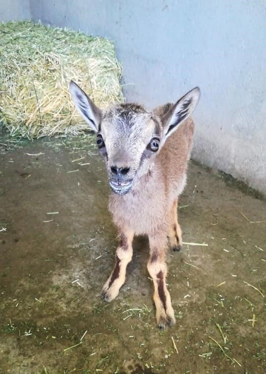 Tunceli’de Yavru Dağ Keçisi Koruma Altına Alındı