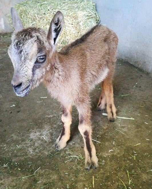 Tunceli’de Yavru Dağ Keçisi Koruma Altına Alındı