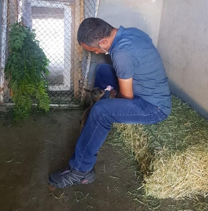 Tunceli’de Yavru Dağ Keçisi Koruma Altına Alındı