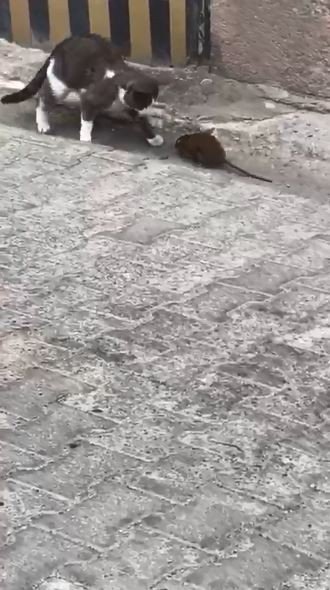 Artvin’den Fare İle Kedinin Güldüren Görüntüsü