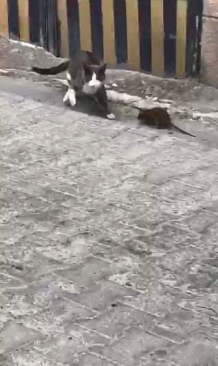 Artvin’den Fare İle Kedinin Güldüren Görüntüsü