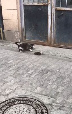 Artvin’den Fare İle Kedinin Güldüren Görüntüsü