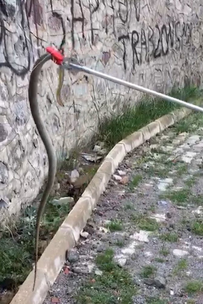 Gümüşhane Kent Merkezinde Yılan Operasyonu