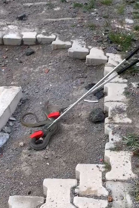 Gümüşhane Kent Merkezinde Yılan Operasyonu