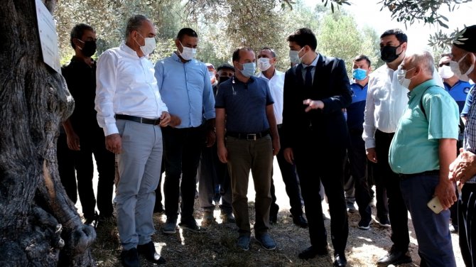 1300 Yıllık Anıt Ağacına Sahip Mut’a 3 Anıt Ağaç Daha Tescillendi