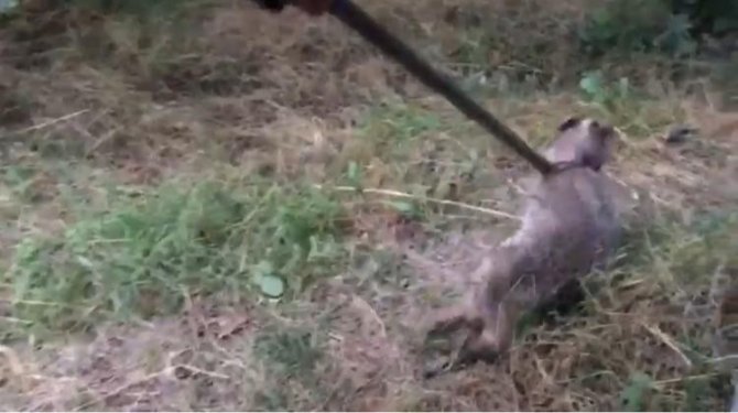 İ̇tfaiyeden Porsuk Kurtarma Operasyonu