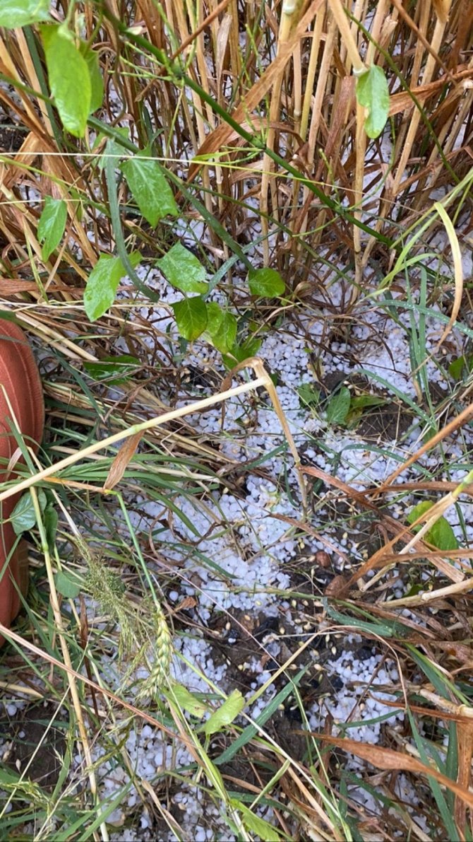 Dolu Yağışı, Yüzlerce Dekar Ekili Alana Zarar Verdi