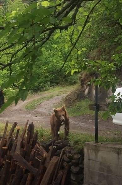 Köy İnen Ayı İle Özçekim Yaptı