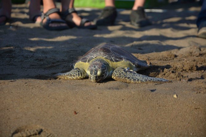 Uydu Takip Cihazı Takılan Yeşil Deniz Kaplumbağası Denize Bırakıldı