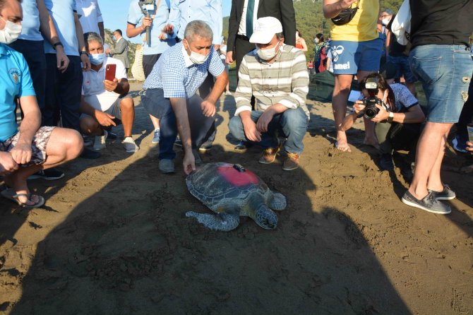 Uydu Takip Cihazı Takılan Yeşil Deniz Kaplumbağası Denize Bırakıldı