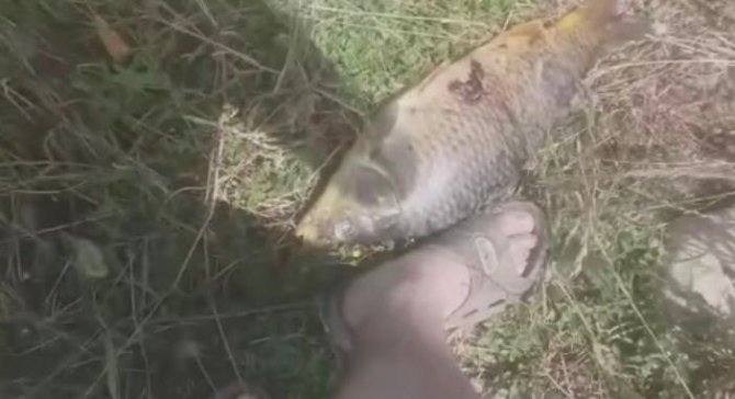 Ömerli Barajında Balık Ölümleri Korkuttu