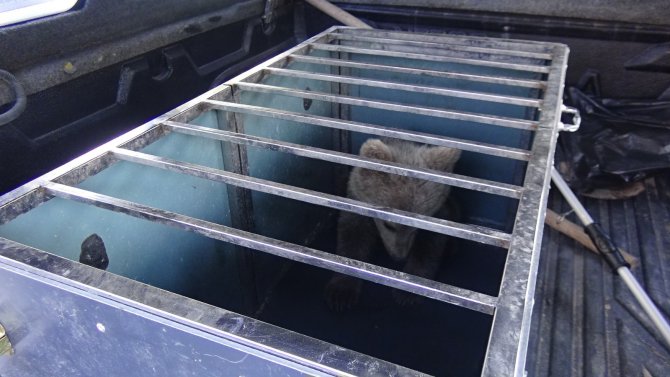 Köpeklerin Saldırısına Uğrayan Yavru Ayıyı Vatandaşlar Kurtardı