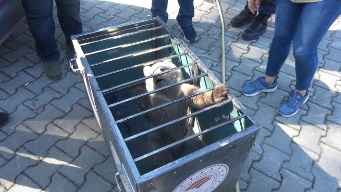 Köpeklerin Saldırısına Uğrayan Yavru Ayıyı Vatandaşlar Kurtardı