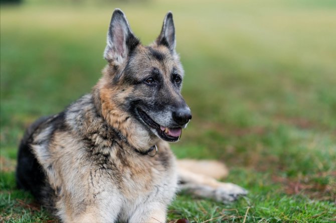 Biden Ve First Lady Jill Biden’ın Köpeği Champ Öldü